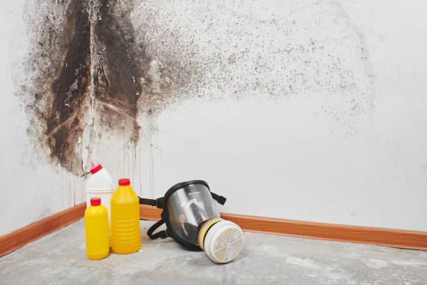 Trusted North Westport, MA Mold Removal Experts