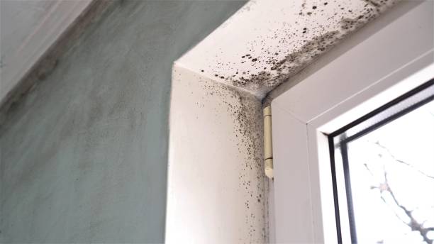Best Mold Testing  in North Westport, MA