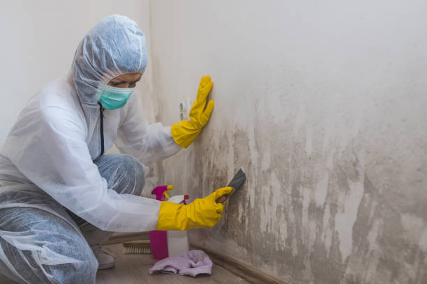Best Certified Mold Removal  in North Westport, MA