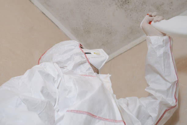 Best Mold Removal Specialists  in North Westport, MA