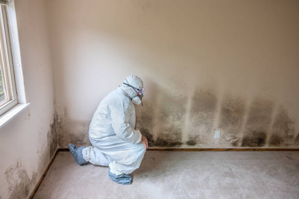 Best Same-Day Mold Removal  in North Westport, MA