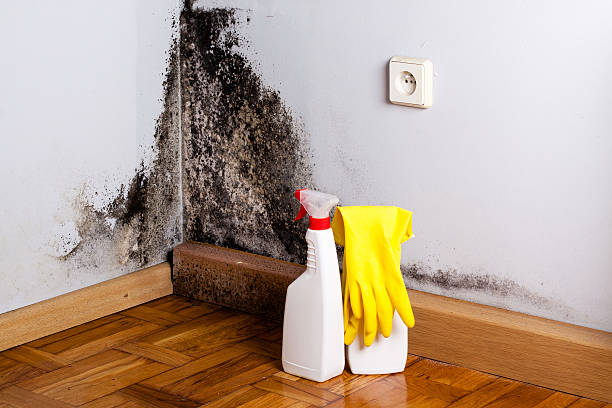 Best Mold Removal Near Me  in North Westport, MA