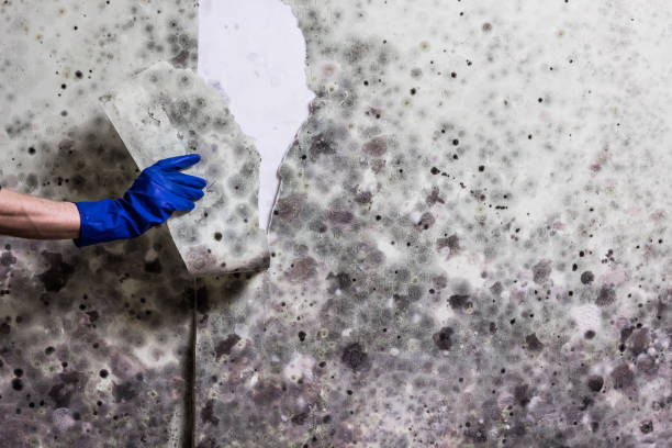 Mold Testing and Removal in North Westport, MA