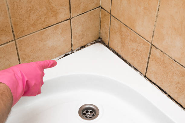 Attic Mold Removal in North Westport, MA